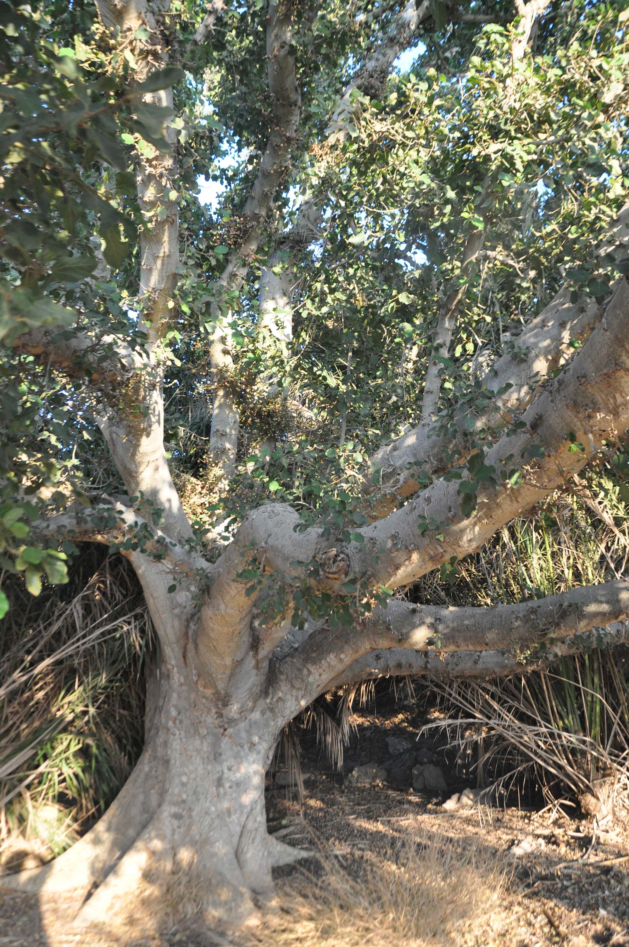 cümbez tree 1