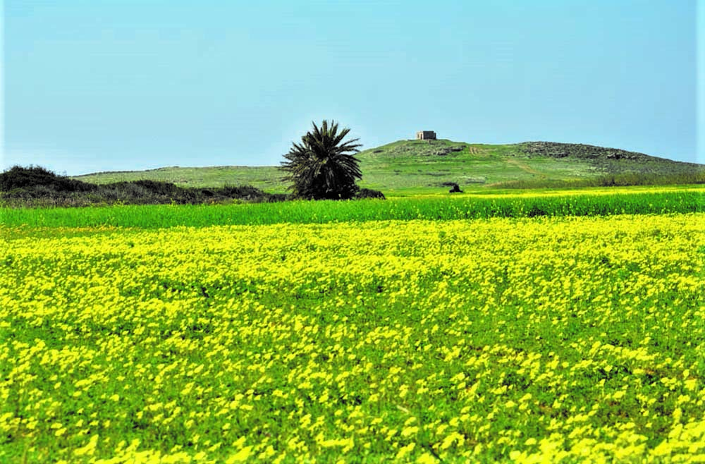 bahar 7