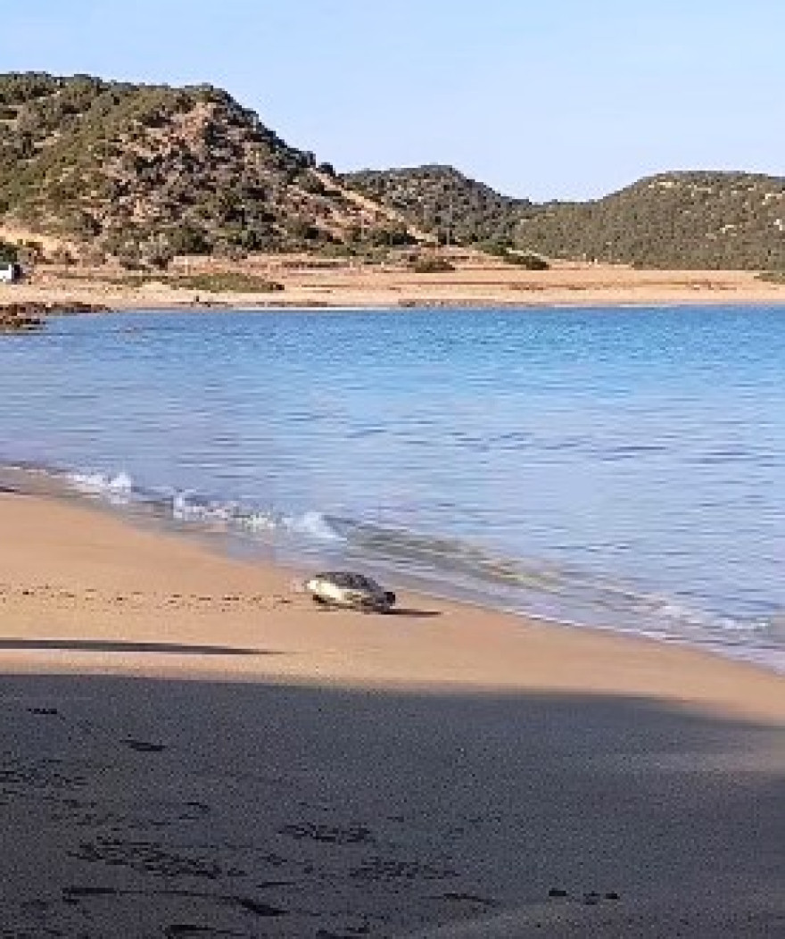 Kaplumbağalar denize kavuştu!