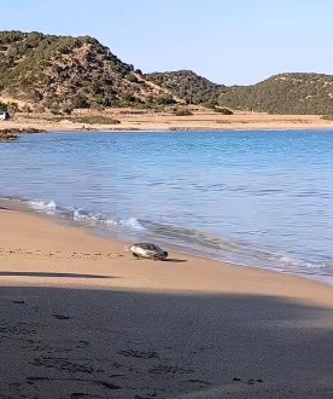 Kaplumbağalar denize kavuştu!