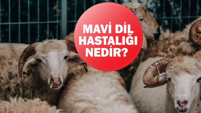 Mavi dil hastalığına karşı duyarlı olalım!